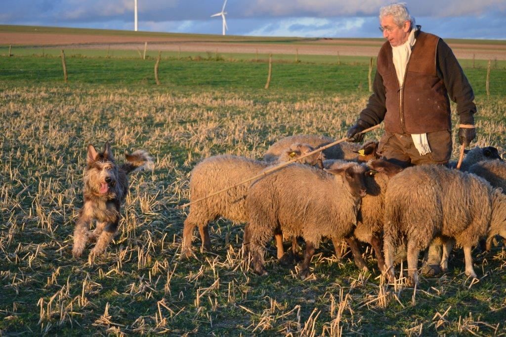 De stephieci - Mounaque de Stéphieci aux moutons