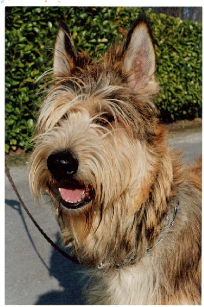 Lido dit rusty De stephieci