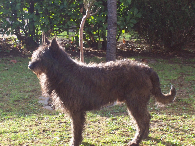 Rupper De stephieci