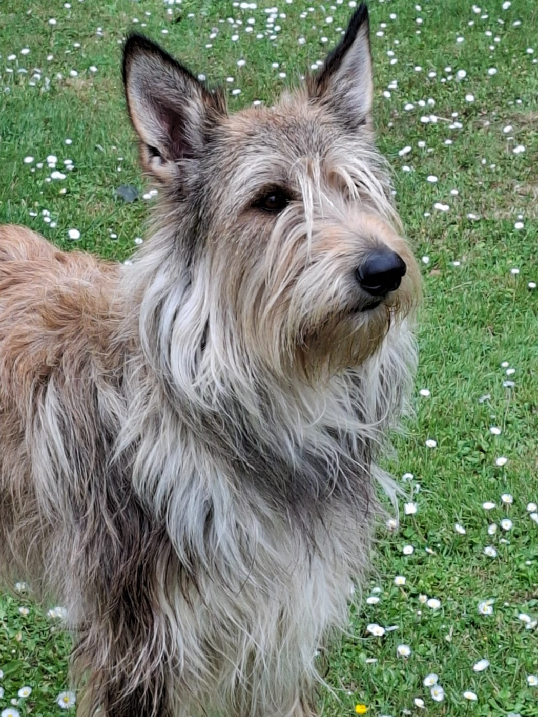 De stephieci - Saillie de Ultima et de Taz