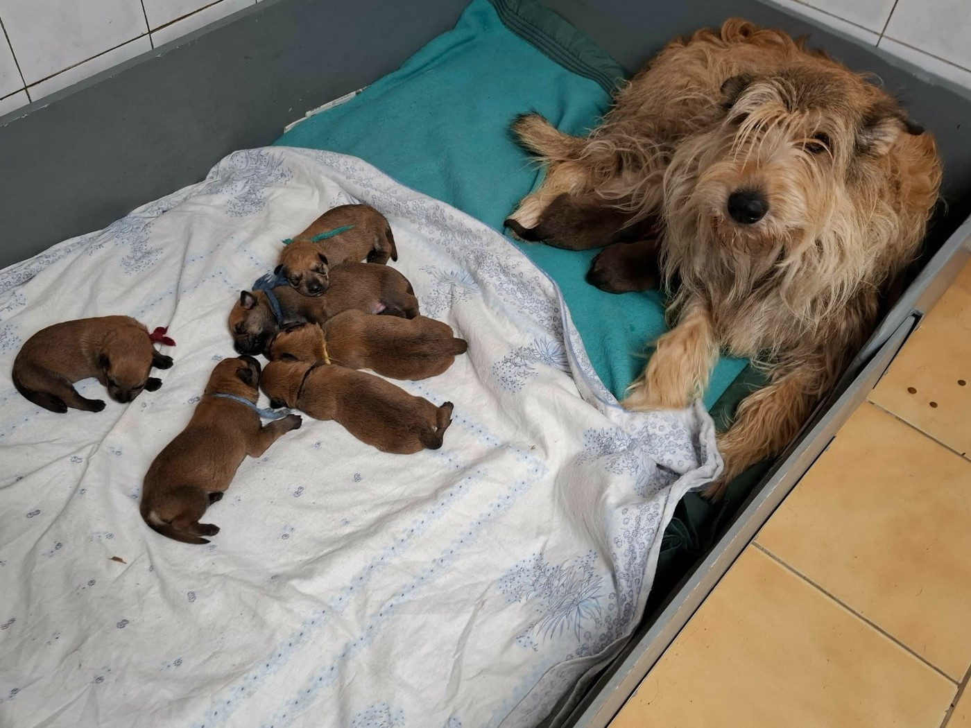 naissance des 8 chiots de Ultima et de Taz