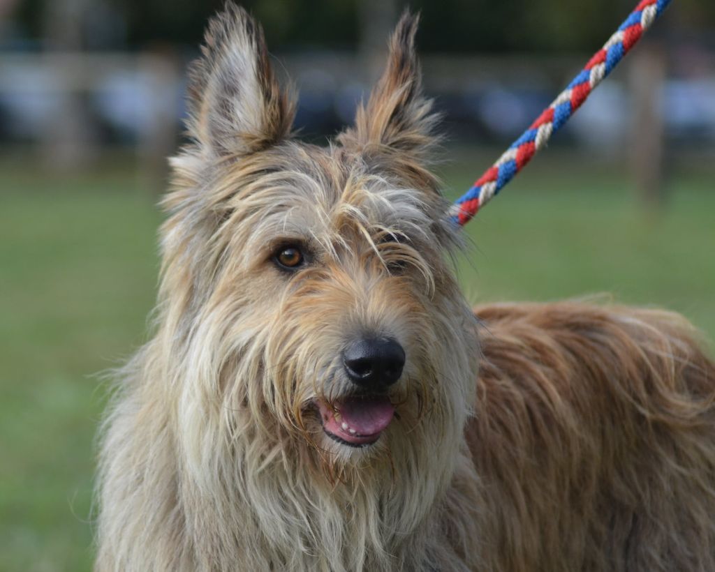 De stephieci - Les résultats d'Oscar le papa des futurs chiots de Poison et Lexie