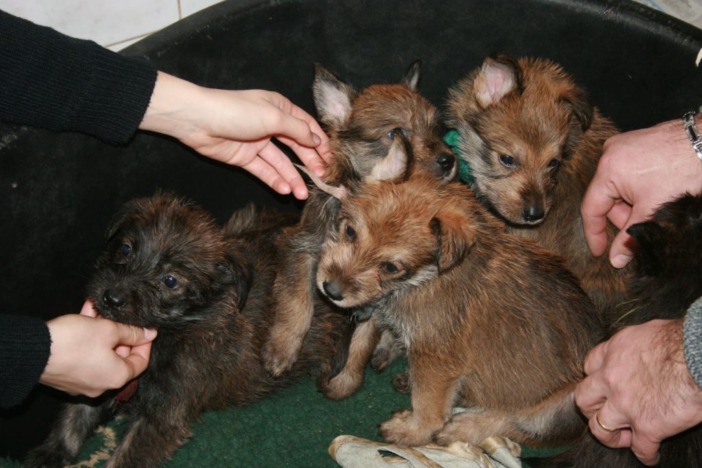 De stephieci - une vidéo des chiots en séance câlinous