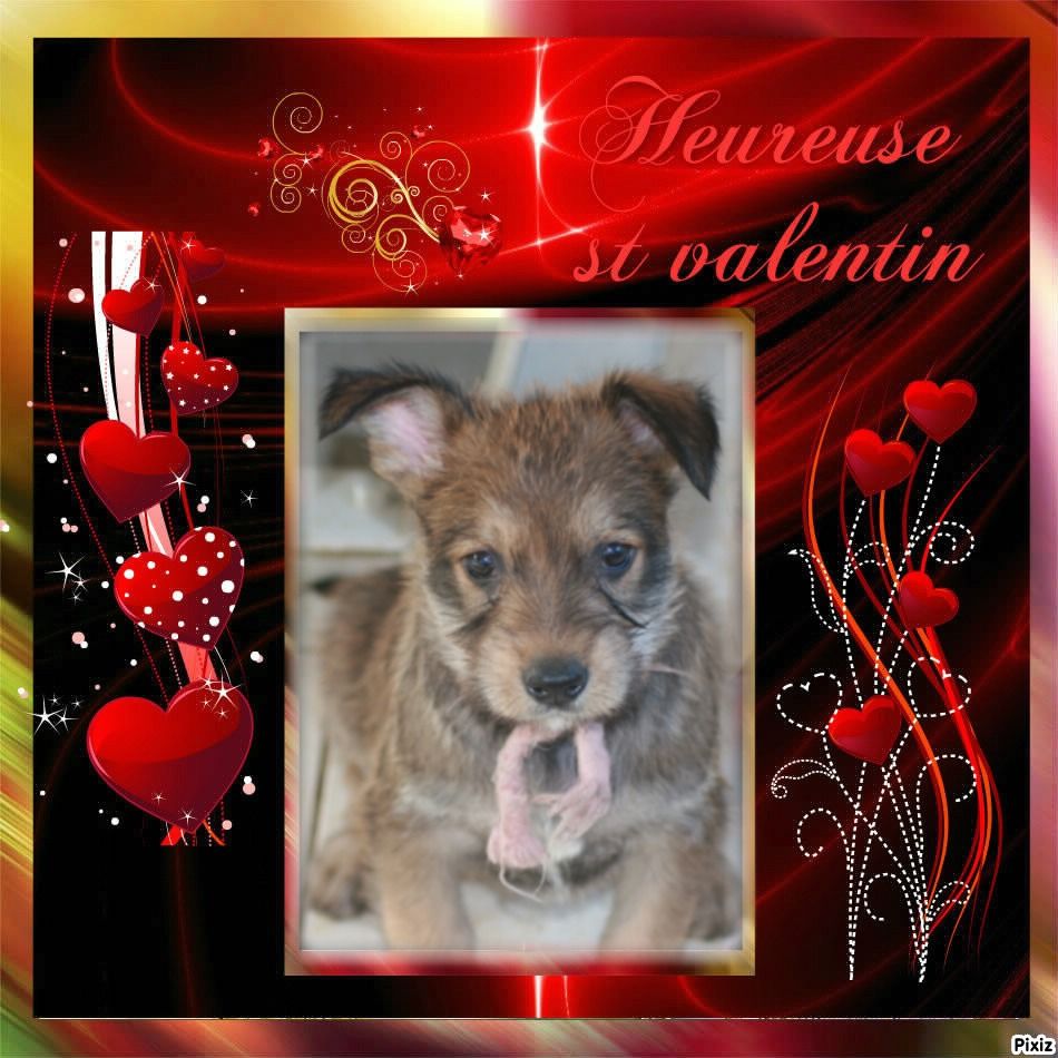 De stephieci - St Valentin