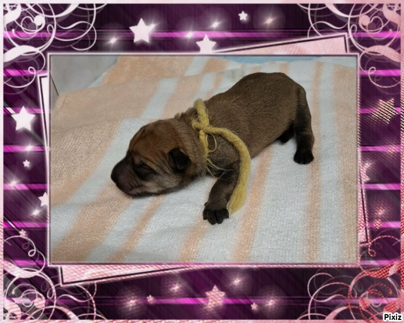 De stephieci - Chiots disponibles - Berger de Picardie