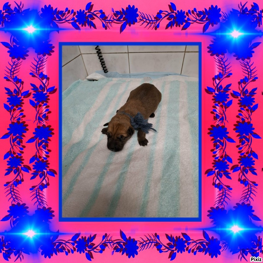 De stephieci - Chiots disponibles - Berger de Picardie