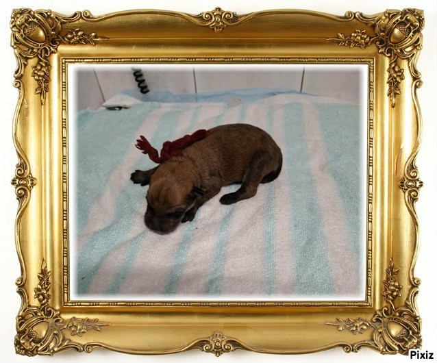 De stephieci - Chiots disponibles - Berger de Picardie