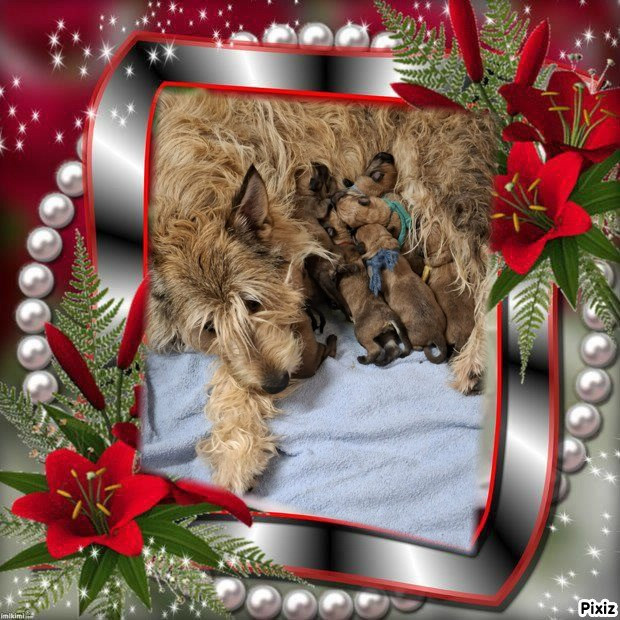 Chiot Berger de Picardie De stephieci