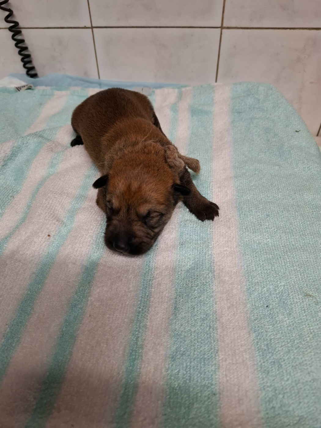 De stephieci - Chiots disponibles - Berger de Picardie