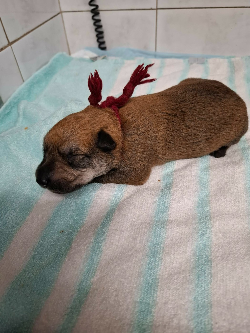 De stephieci - Chiots disponibles - Berger de Picardie