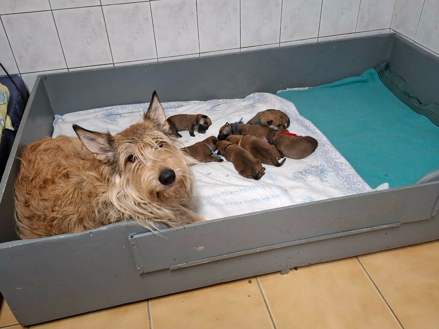 Chiot Berger de Picardie De stephieci