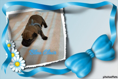 CHIOT cordon bleu clair