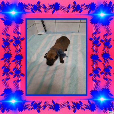 CHIOT cordon bleu foncé