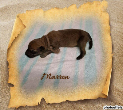 CHIOT cordon marron