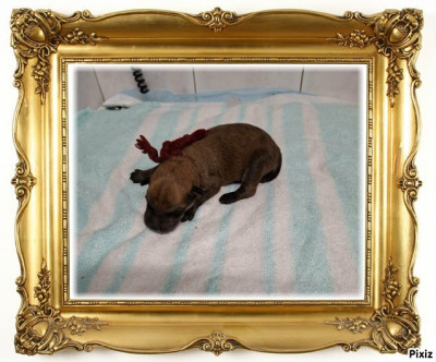 CHIOT cordon bordeaux